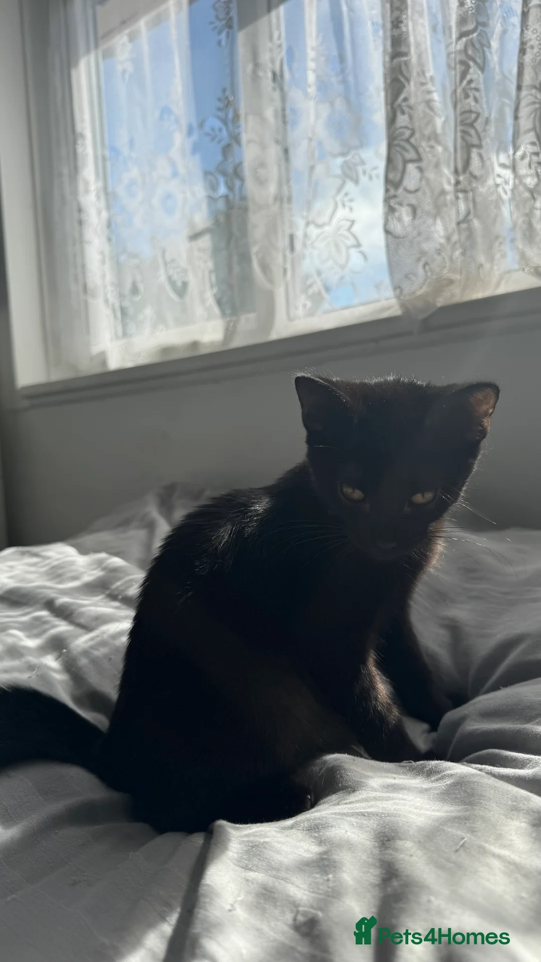 British Shorthair cats for sale: Tabby and black males in Birmingham - Advert 9