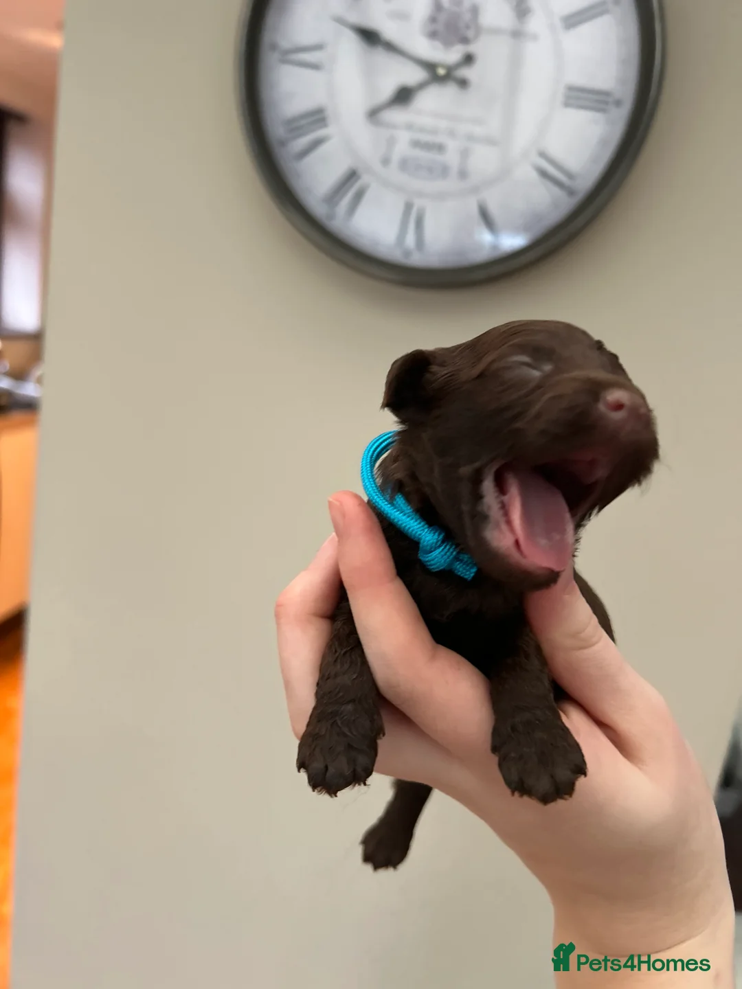 Maltipoo dogs for sale: Chocolate & tan Maltipoos (TOY!) - Advert 14