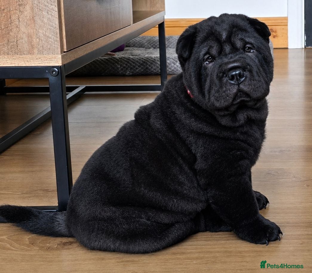 Mixed Breed dogs ChowPei Pups - Advert 9