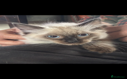 Ragdoll cats for sale: Lovely ragdoll kittens for sale  - Image 3