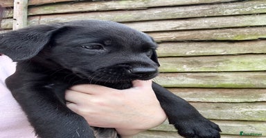 Labrador Retriever dogs - Advert 3