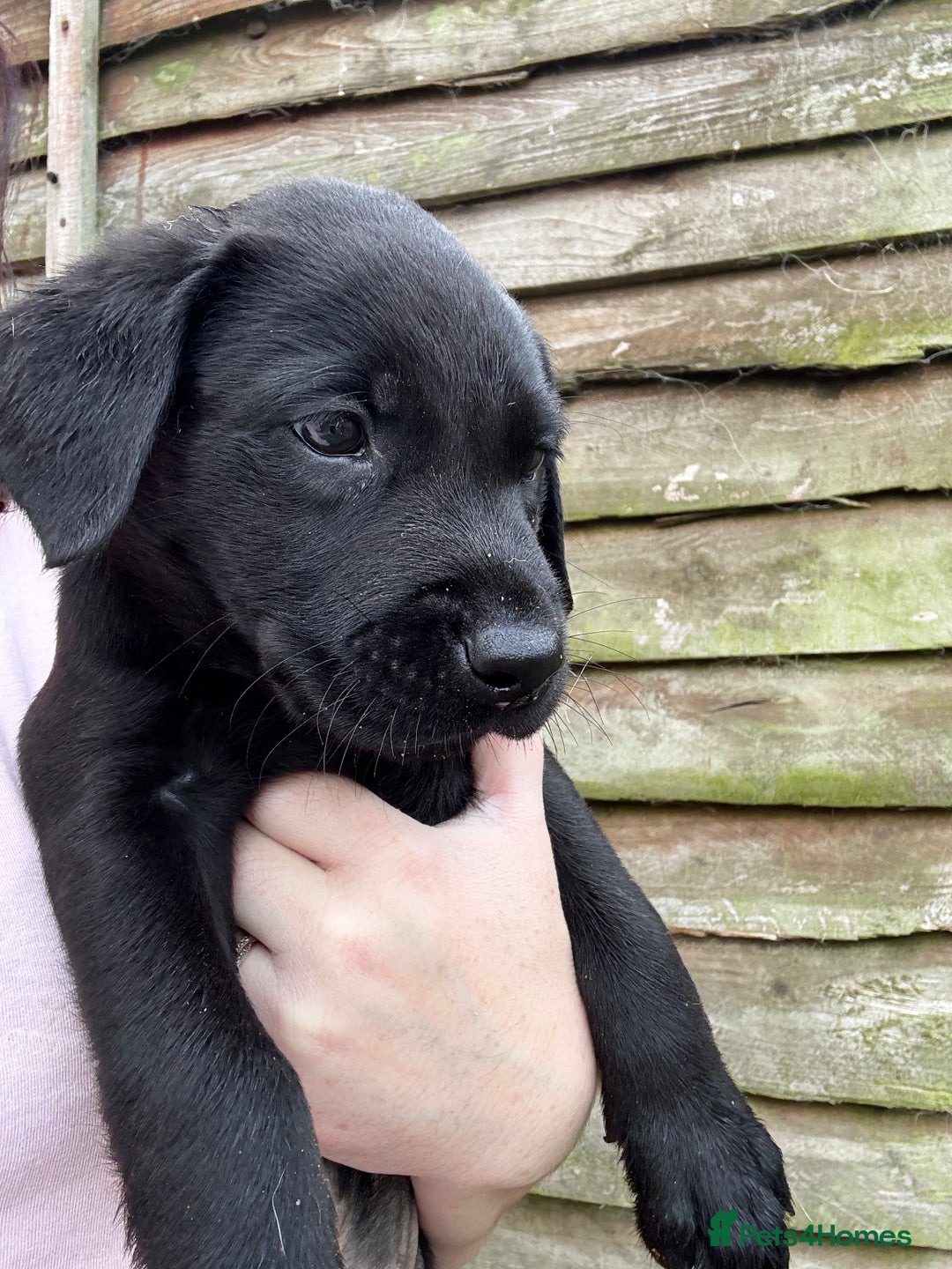 Labrador Retriever dogs for sale: KC Lab pups (from tested parents) REDUCED - Image 4