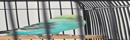 Budgerigars birds for sale: Budgies with cage  in Thornton-Cleveleys - Advert 2