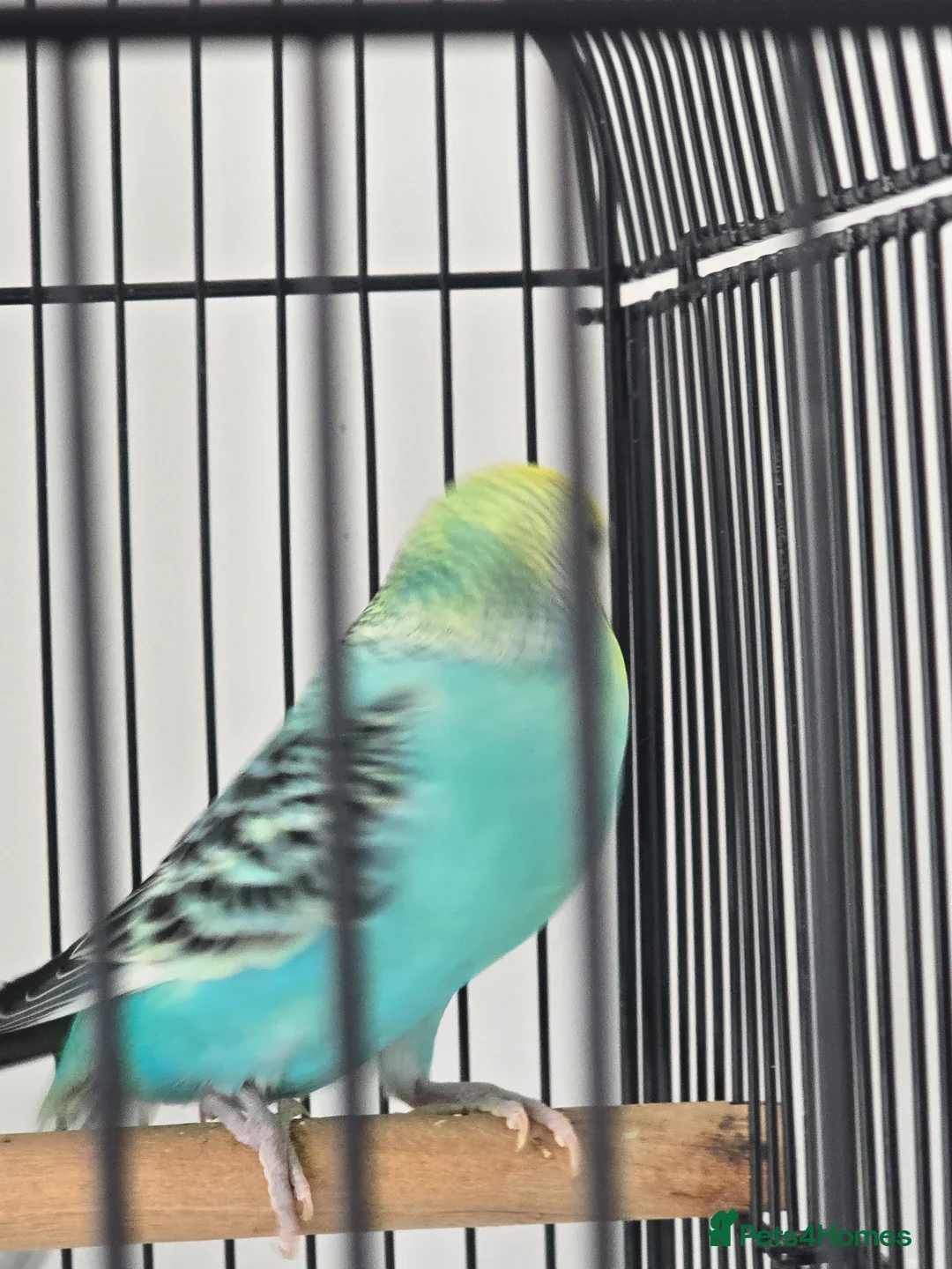 Budgerigars birds for sale: Budgies with cage  in Thornton-Cleveleys - Advert 2