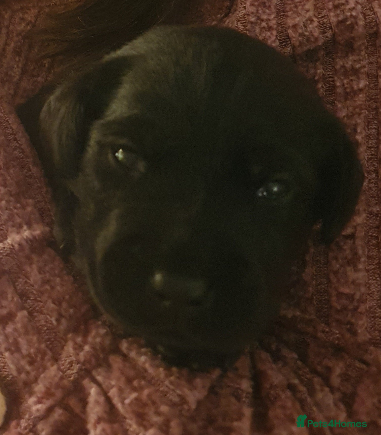 Labrador Retriever dogs labrador pups for sale home reared - Advert 15