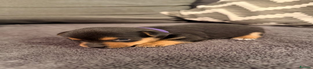 Jack Russell Puppy 4 - purple collar 