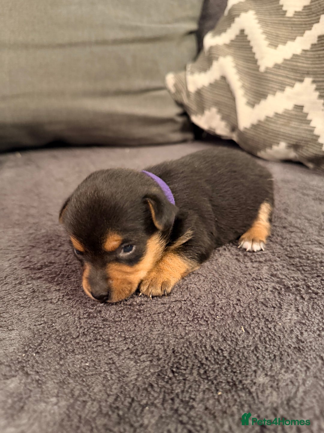 Jack Russell dogs for sale: Stunning Jack Russell pups  - Advert 5