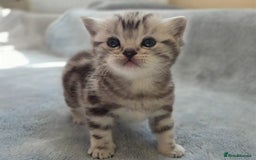 British Shorthair cats for sale: Silver Tabby kitten with his mother  - Image 11