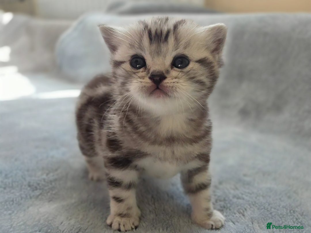 British Shorthair cats for sale: Silver Tabby kitten with his mother  - Image 11