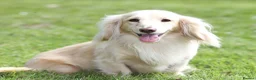Miniature Dachshund dogs for sale: Bunny miniature dachshund  - Advert 19