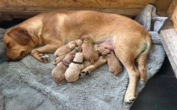 Springador dogs for sale: Labrador puppies (red/copper). Health checked.  - Image 13