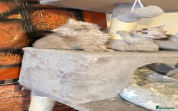 Persian cats for sale: Persian kitten ready to go - Image 25