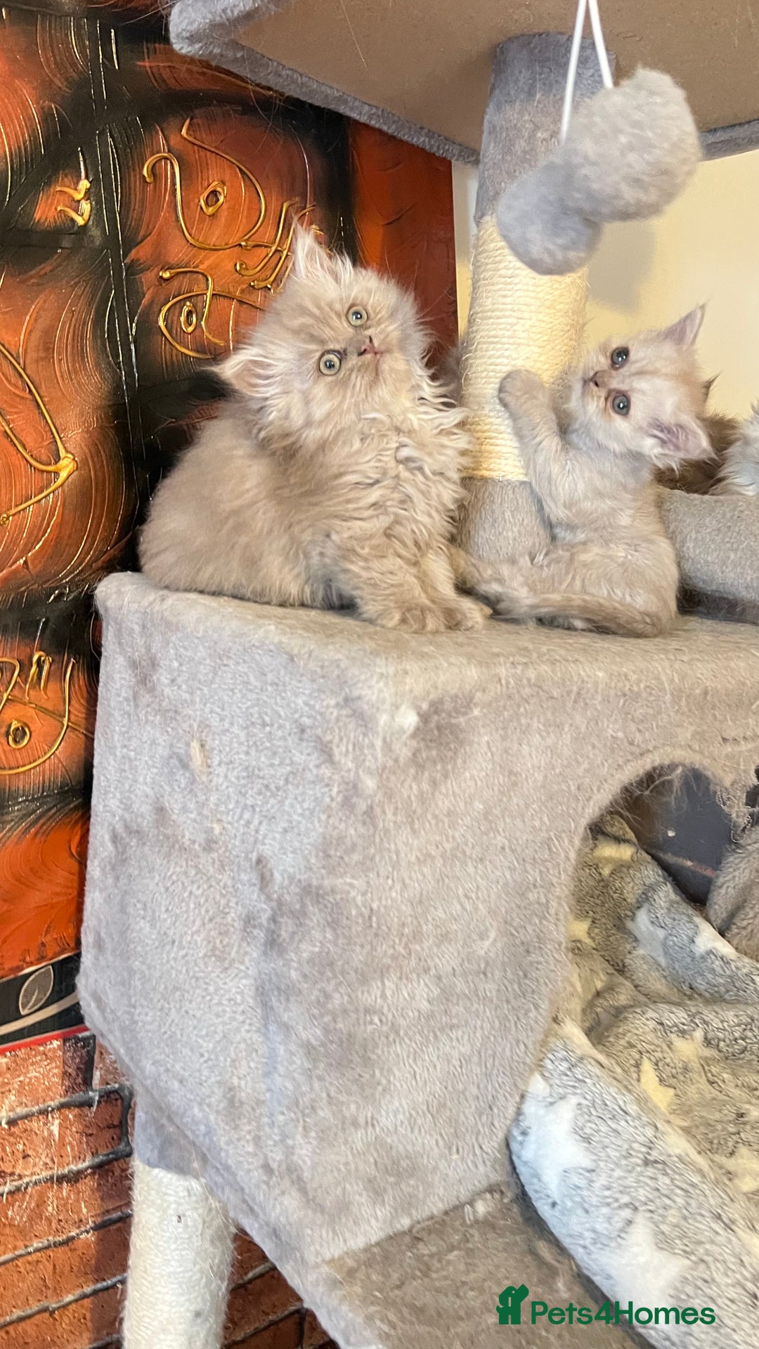 Persian cats for sale: Persian kitten ready to go - Image 25