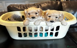 Cockapoo dogs for sale: COCKAPOO PUPPIES  - Image 6