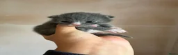 Mixed Breed cats for sale: British Shorthair Cross Kittens 🐱🐾 - Advert 6