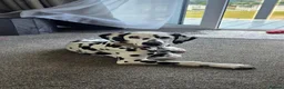 Dalmatian dogs for sale: Dalmatian  in Newton Aycliffe - Advert 10
