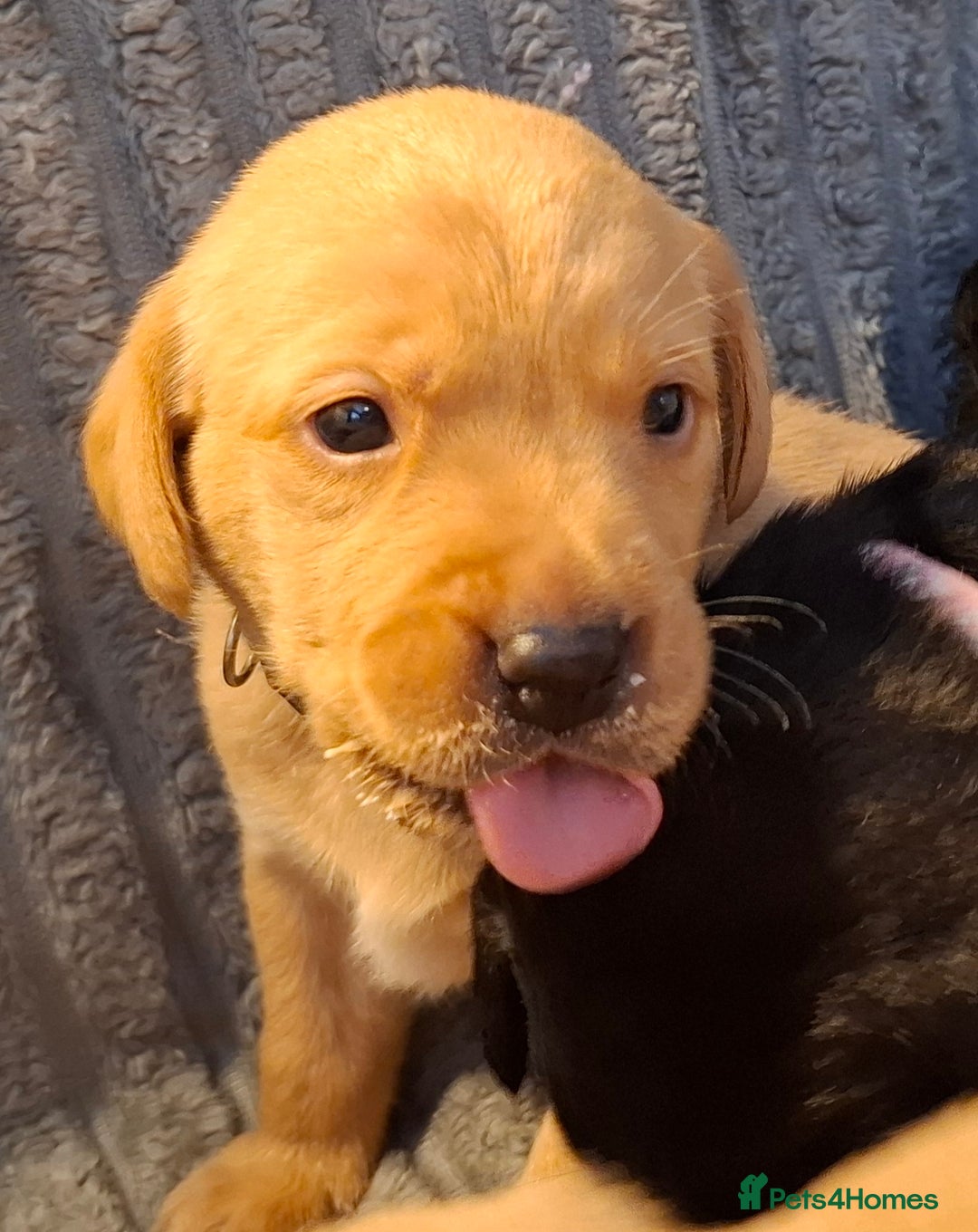 Labrador Retriever dogs for sale: ***LAST 2 BLACK & FOX RED BOYS*** - Image 9