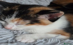 Mixed Breed cats for sale: Premium kittens ready to find their new homes - Image 10