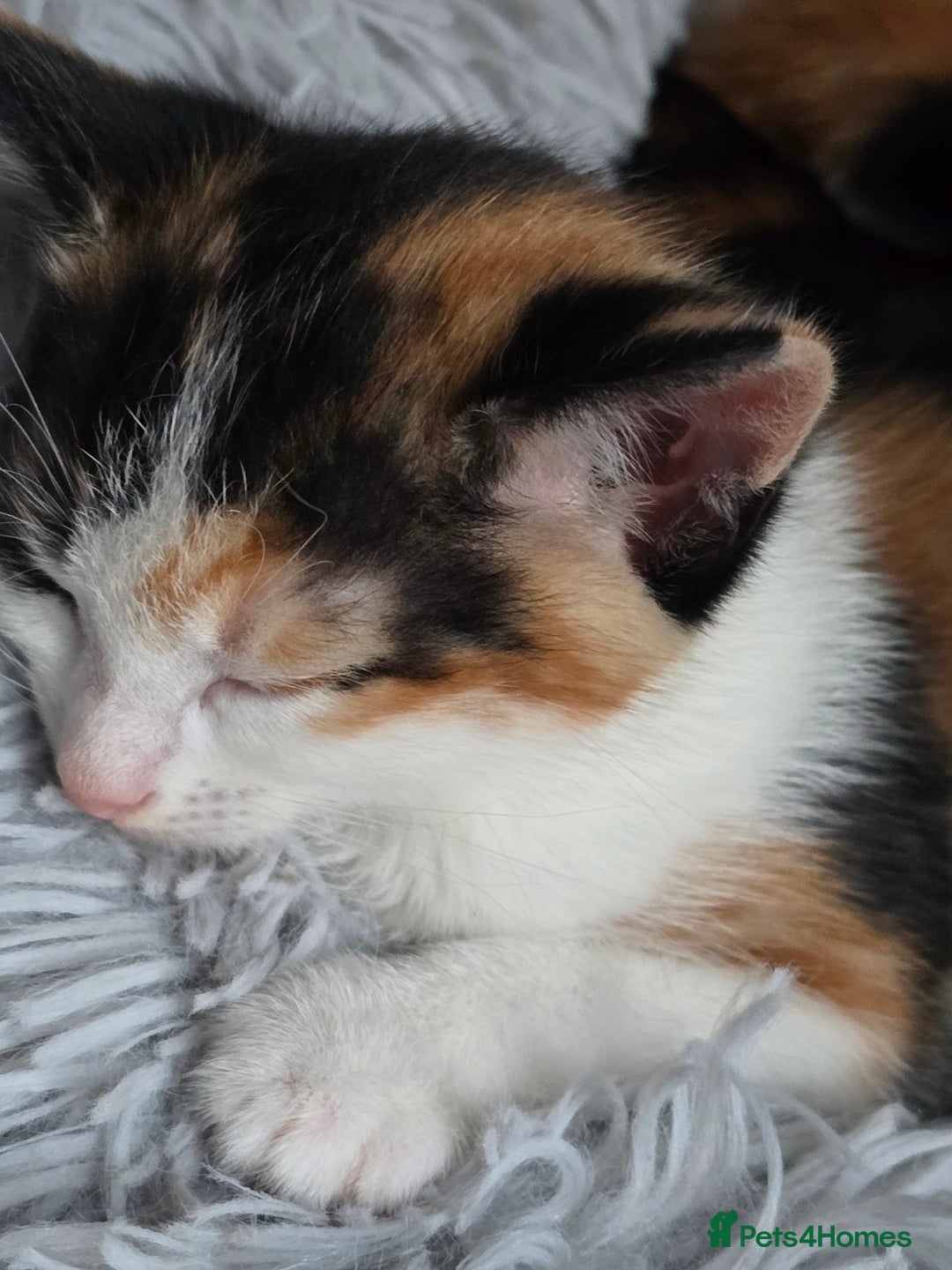 Mixed Breed cats for sale: Premium kittens ready to find their new homes - Image 10