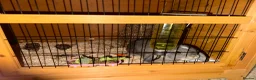 Mini Lop rabbits for sale: 2 Gorgeous Mini Lop Sisters looking for home ❤️ - Advert 3