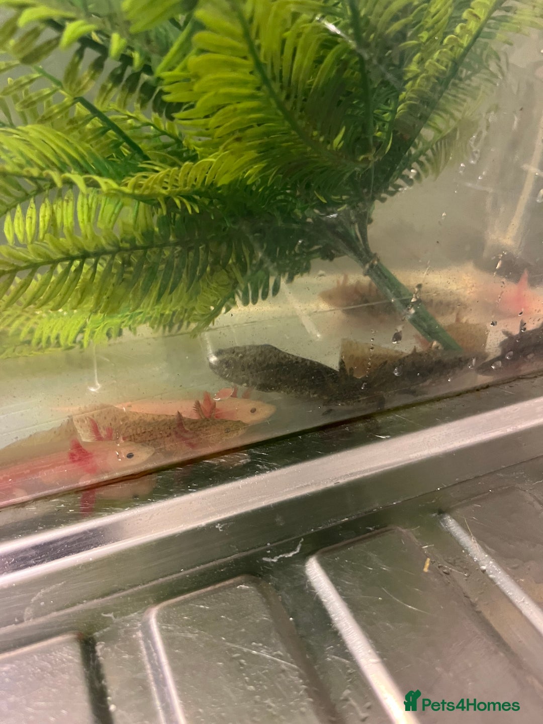 Other/Mixed Breed fish for sale: Axolotl‘s - Image 8
