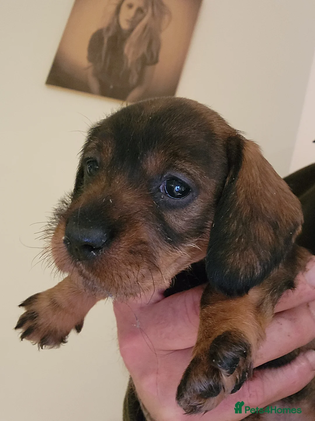 Dachshund dogs for sale: Dachshound. Teckels  - Advert 2