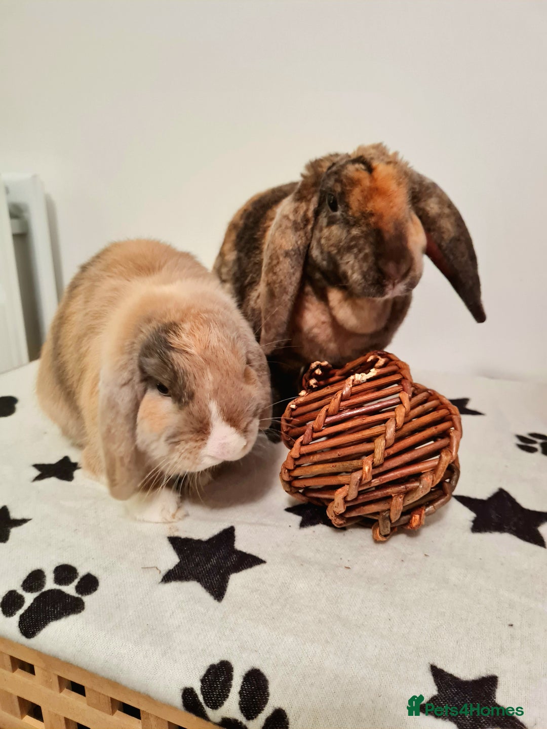 Mixed Breed rabbits for sale: Whisky & Ozzy - Advert 1
