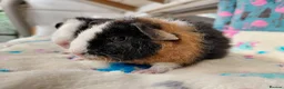 Guinea Pig rodents for sale: Baby Longhaired/Teddy Boars/Brothers RTR - Advert 4