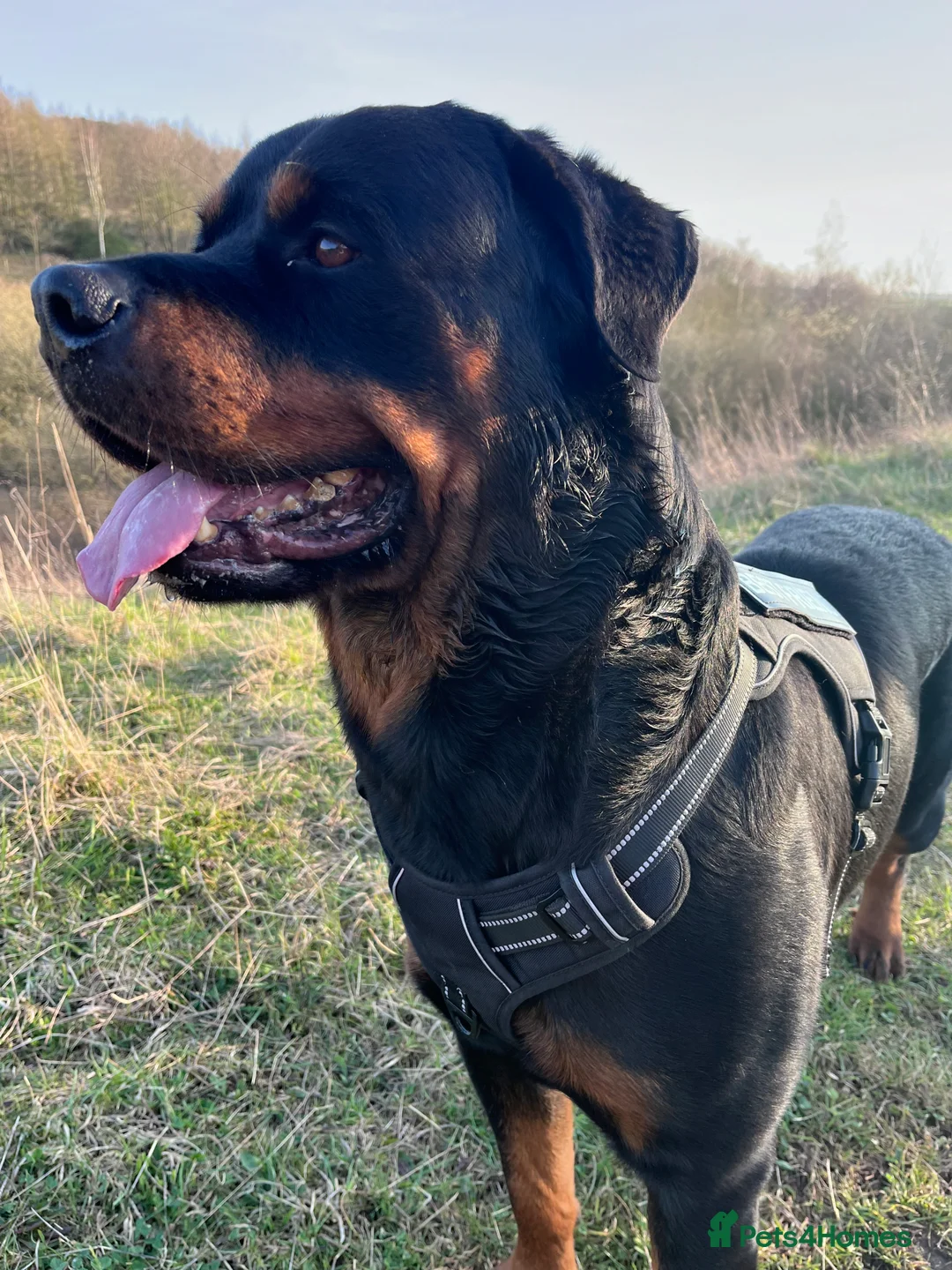 Rottweiler dogs for sale: Rottweiler pups ready to reserve.  - Advert 30