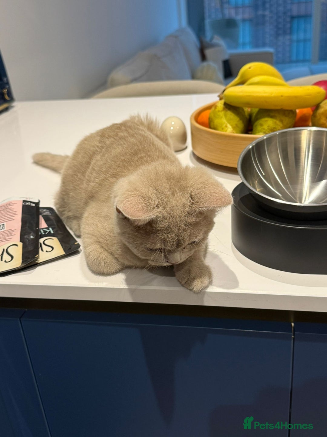 British Shorthair cats for sale: Beautiful British ShortHair Rare Fawn - Advert 19