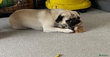 Pug dogs - Advert 10