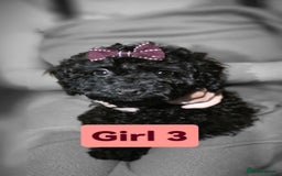 Cockapoo dogs for sale: Cockapoo female - Image 3