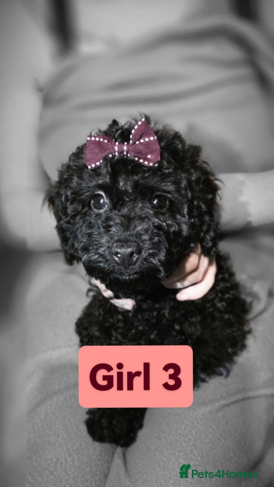 Cockapoo dogs for sale: Cockapoo female - Image 3