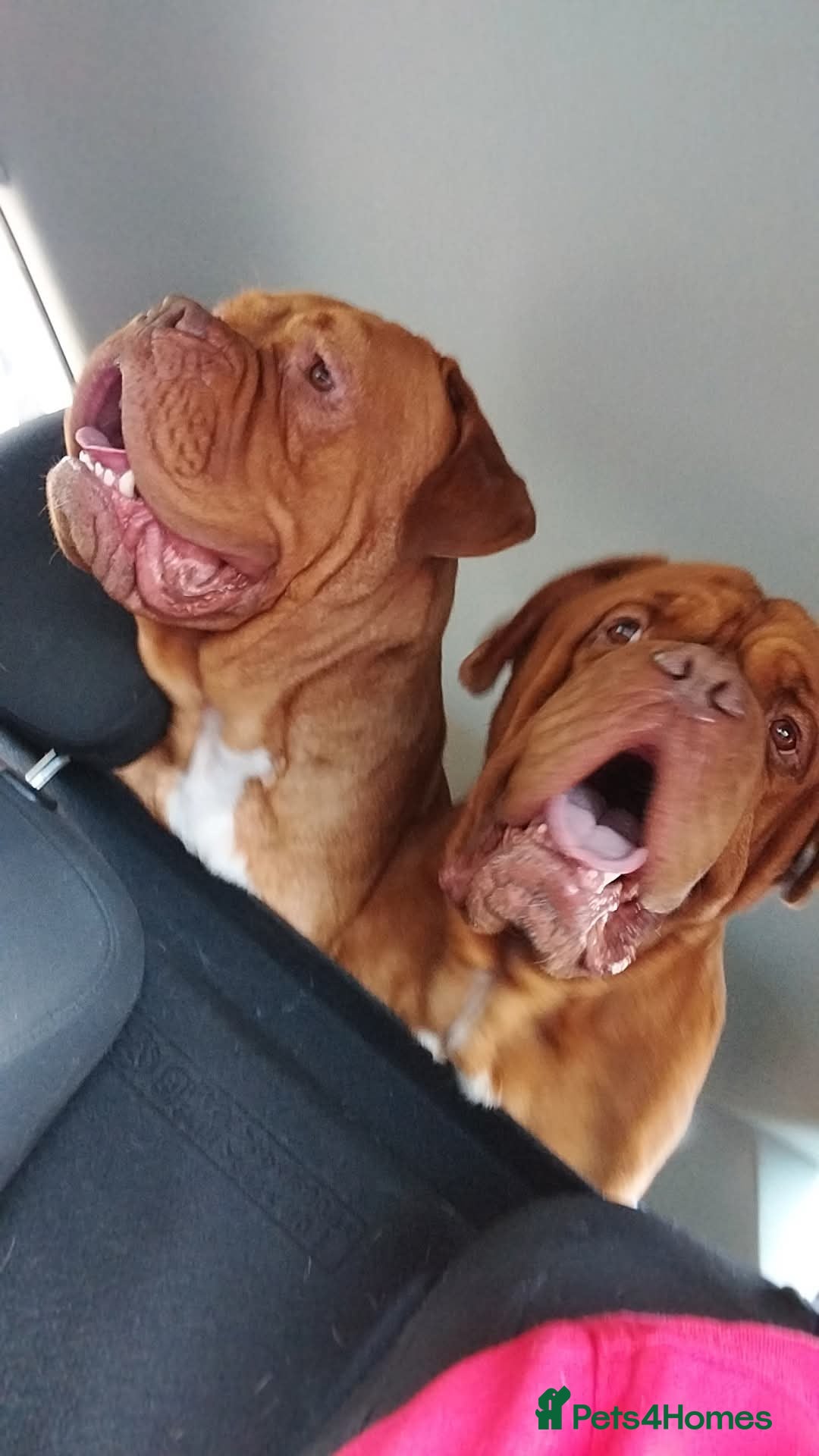 Dogue De Bordeaux dogs for sale: Hunter Bordeaux Puppies - Advert 1