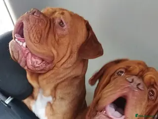 Dogue De Bordeaux dogs Hunter Bordeaux Puppies - Advert 10