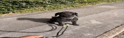 Labradoodle dogs for sale: Bright and loving miniature labradoodle in Bournemouth - Advert 2