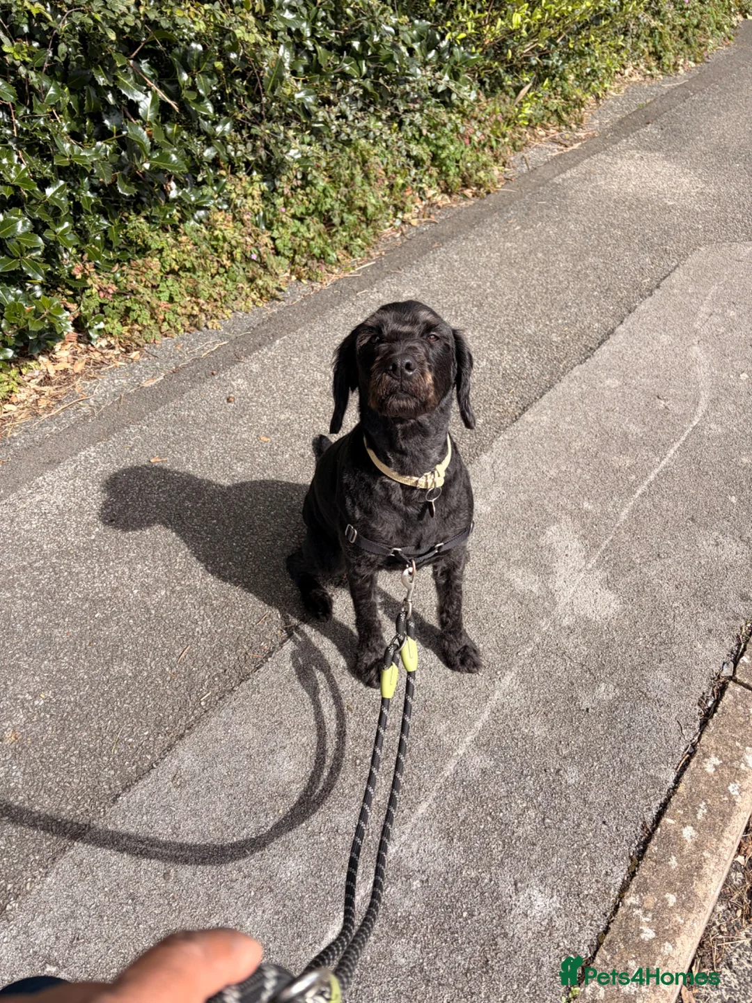 Labradoodle dogs for sale: Bright and loving miniature labradoodle in Bournemouth - Advert 2