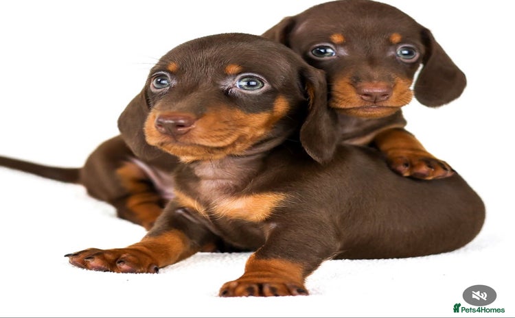 Miniature Dachshund dogs - Advert 10