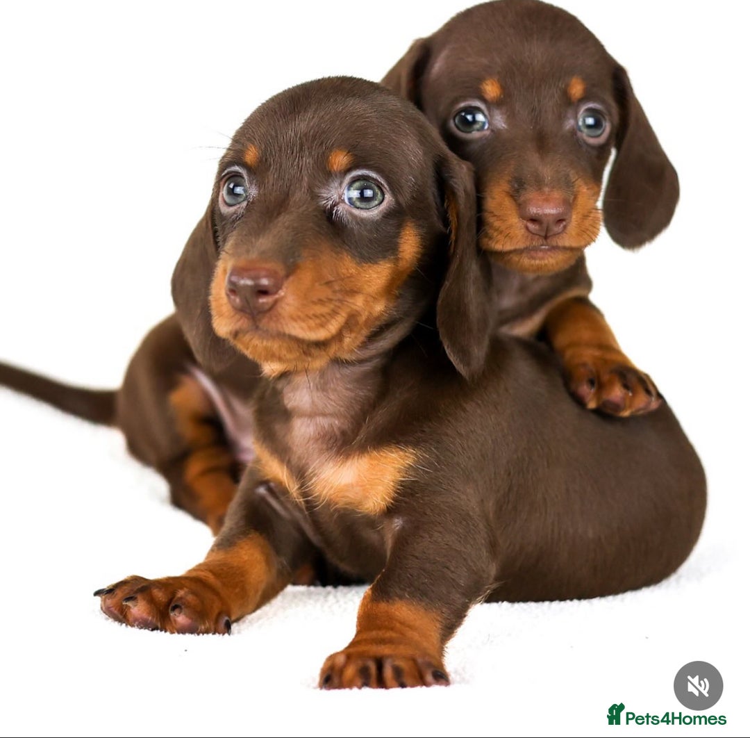 Miniature Dachshund dogs for sale: Quality miniature Dachshunds Liverpool  - Image 1