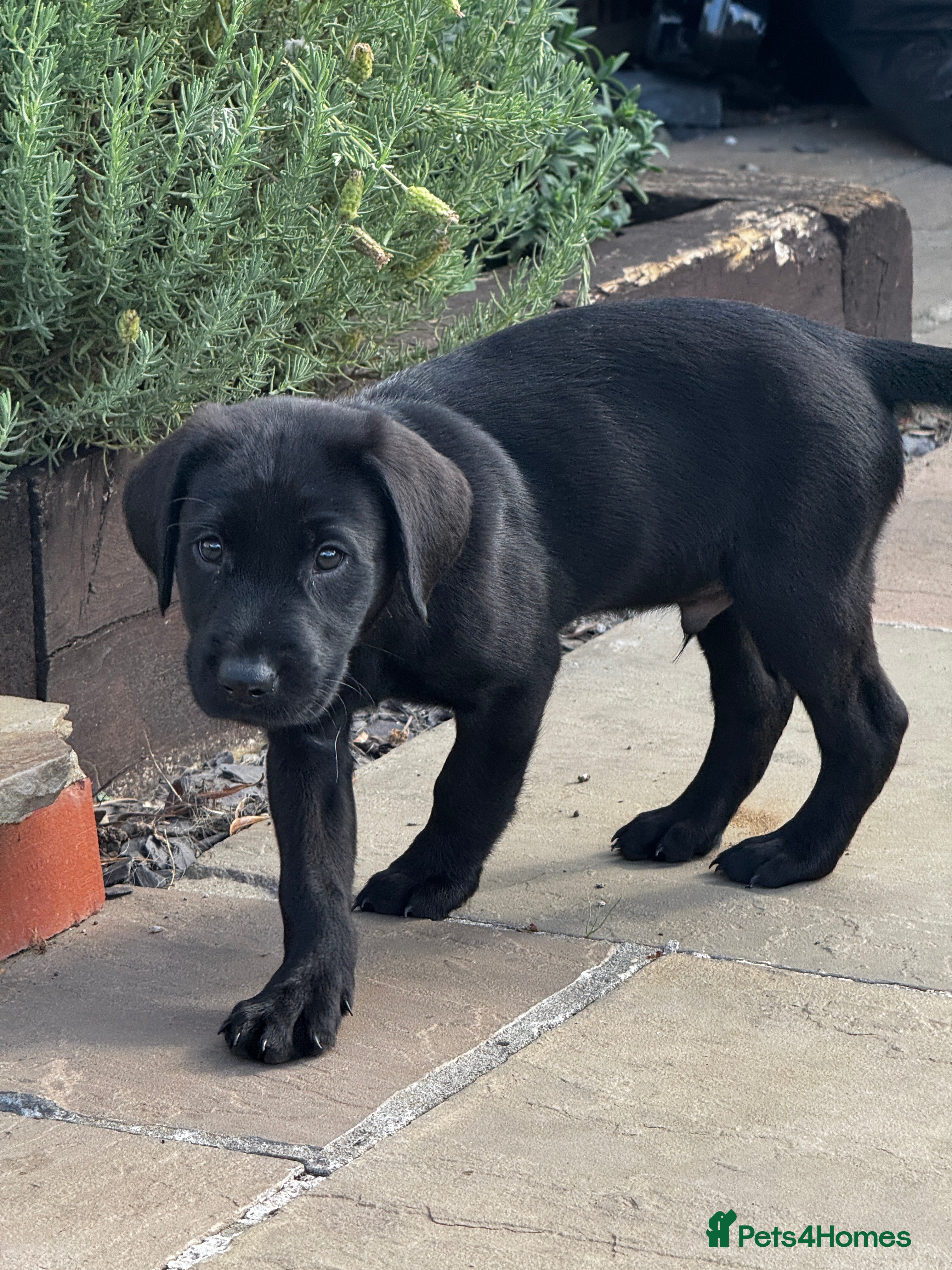 Labrador Retriever dogs Labrador puppies last 2 boys available  - Advert 2