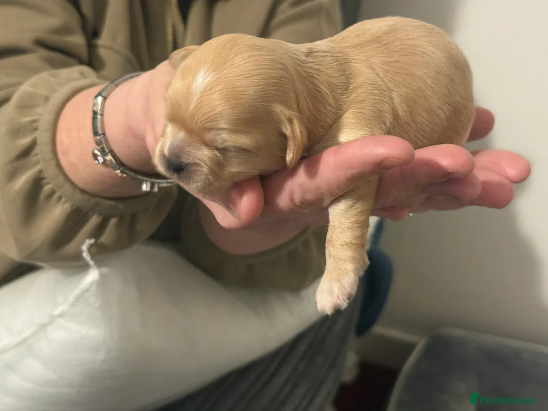 Shihpoo dogs for sale: 3x Shihpoo Male Puppies for sale - Advert 7