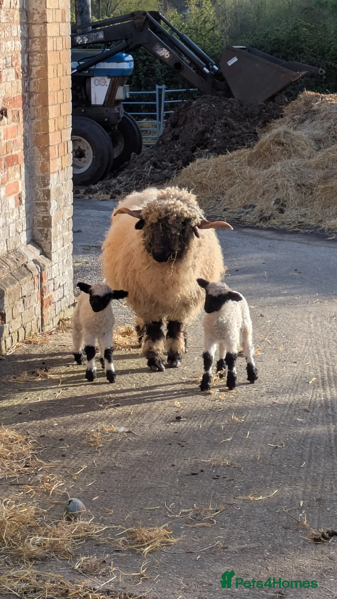 Sheep livestock for sale: Swiss Valais cuddly sheep in Lymington - Advert 7