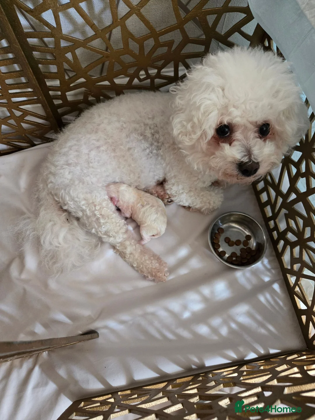 Bichon Frise dogs for sale: Male bichon - Advert 1
