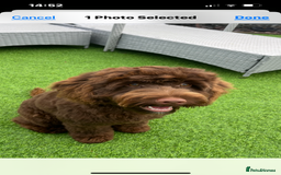 Cockapoo dogs for sale: 6 month old cockapoo  - Image 1