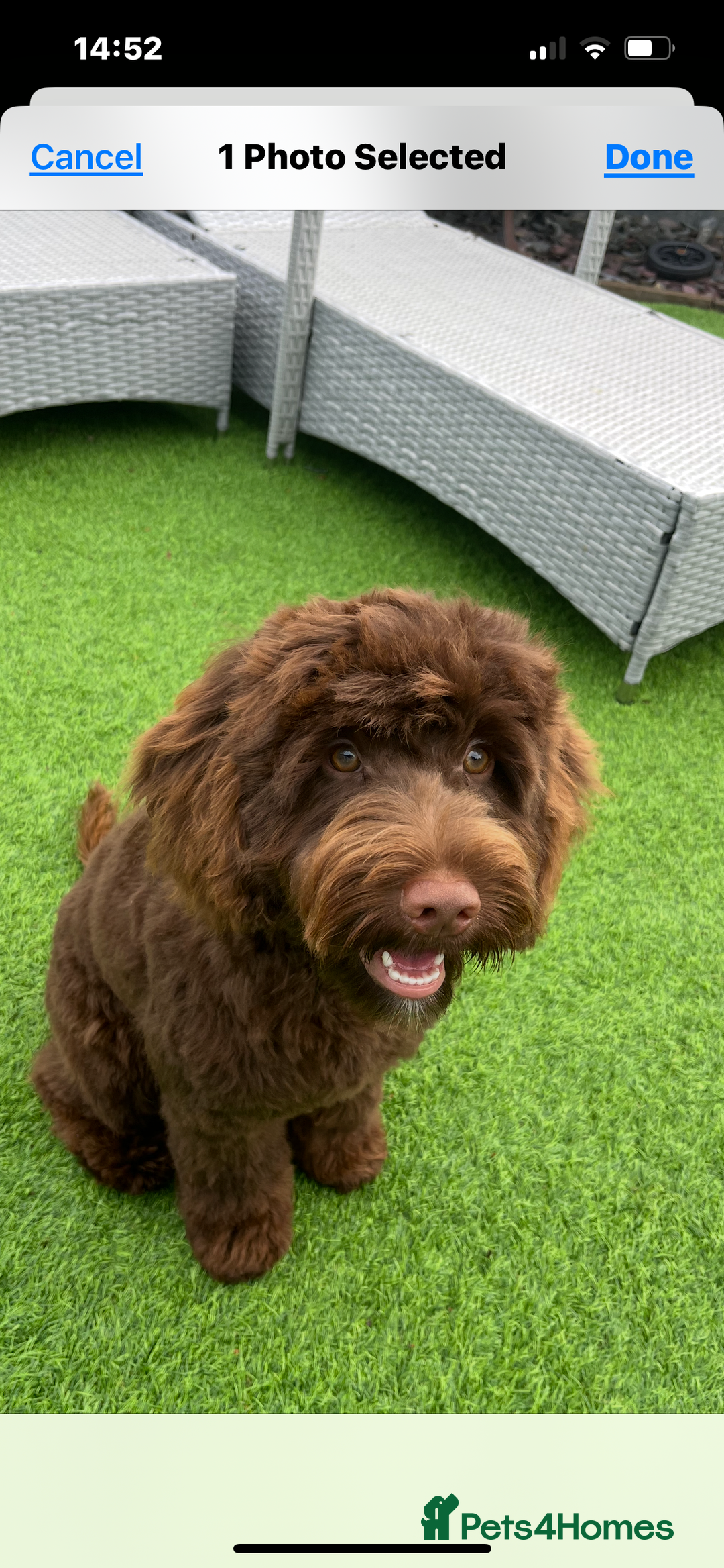Cockapoo dogs for sale: 6 month old cockapoo  - Image 1