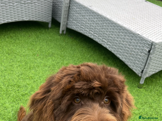 Cockapoo dogs for sale - Advert 1
