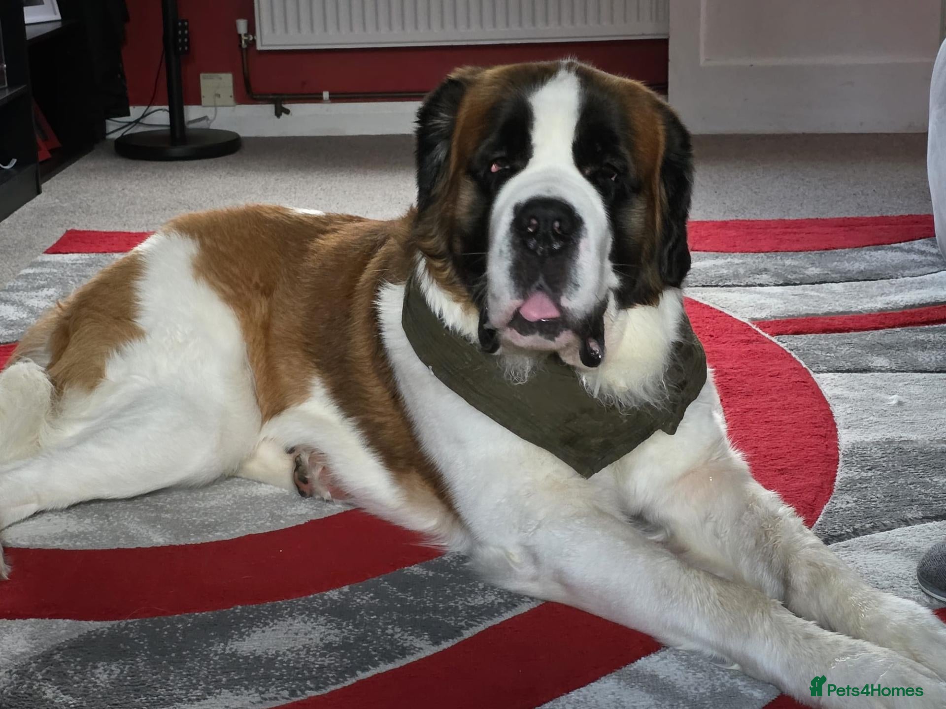 Saint Bernard dogs 2 year old saint bernard  - Advert 1