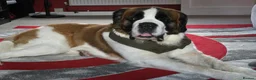 Saint Bernard dogs for sale: 2 year old saint bernard  - Advert 1