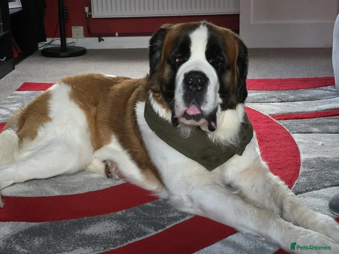 Saint Bernard dogs for sale: 2 year old saint bernard  - Advert 1