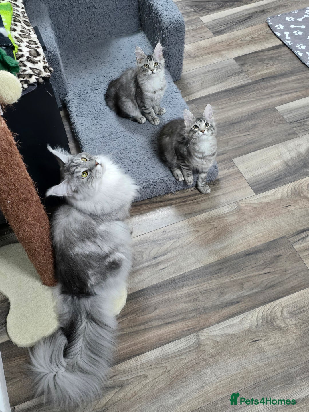 Maine Coon cats for sale: Large pedigree Tica Maine coon kittens READY  - Image 2